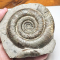Dactylioceras Tenuicostatum Ammonite Fossil – Whitby Yorkshire Coast – Jurassic
