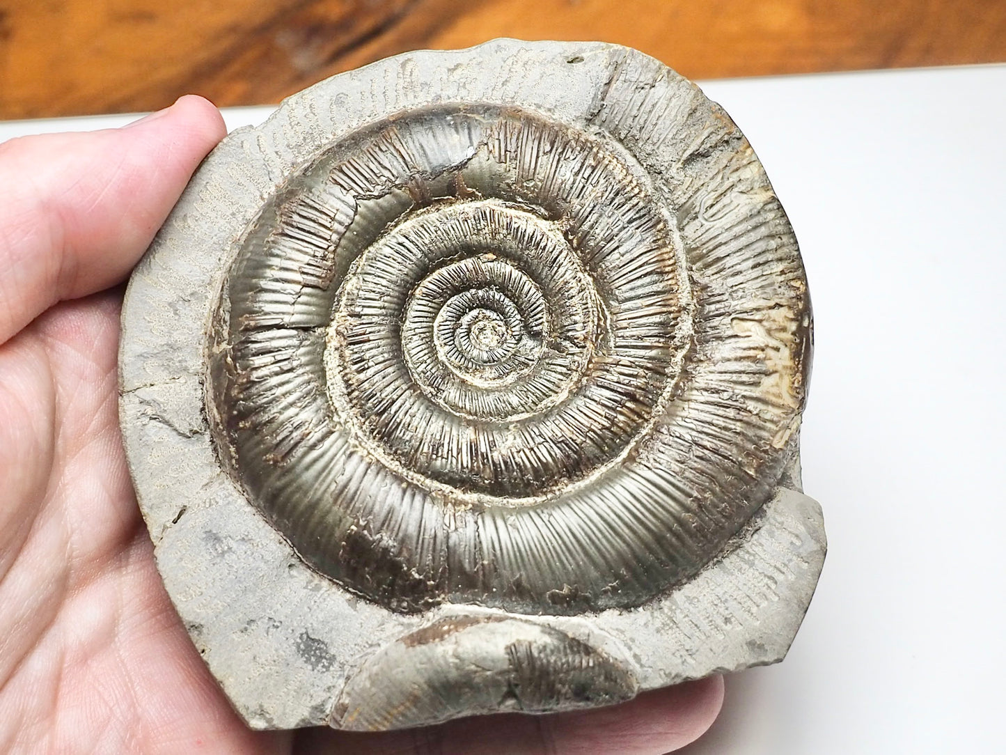 Dactylioceras Tenuicostatum