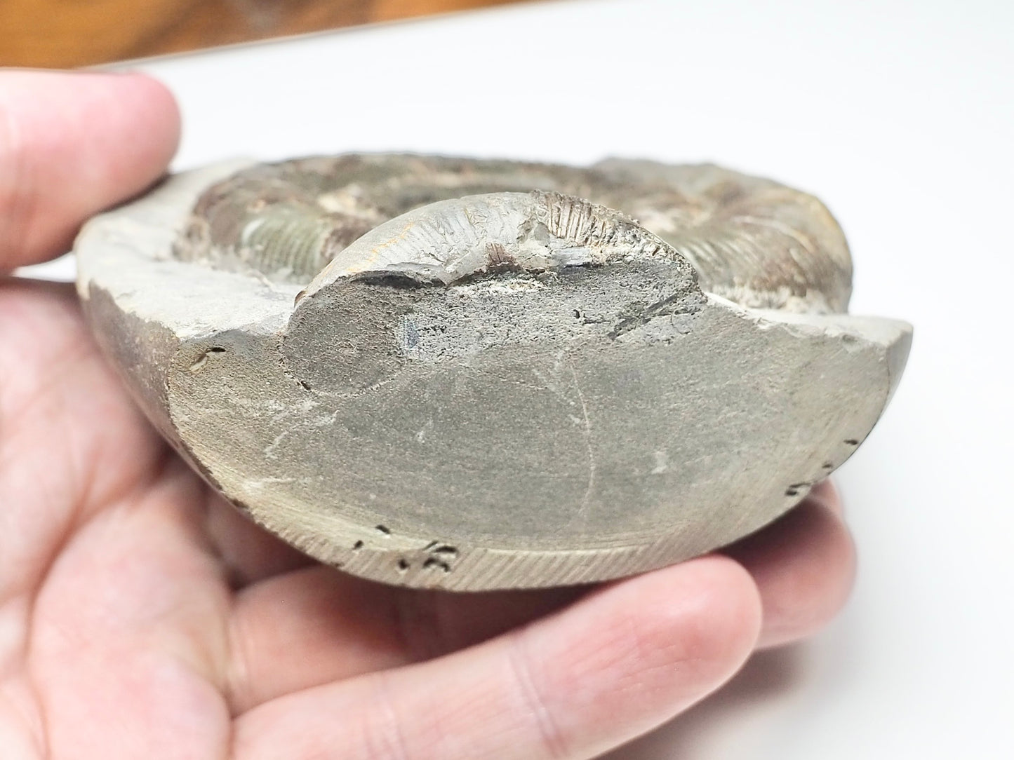 Dactylioceras Tenuicostatum