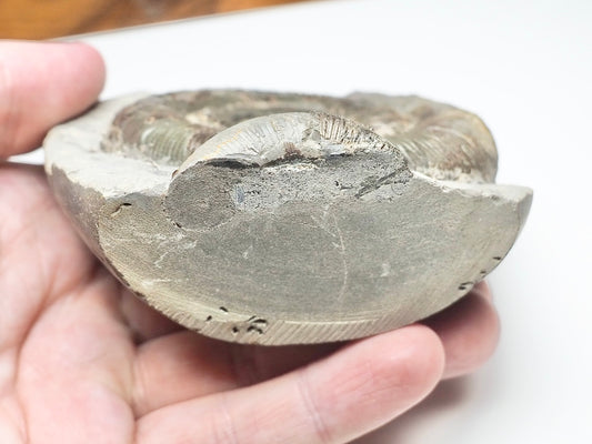 Dactylioceras Tenuicostatum