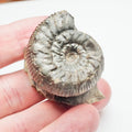 Peronoceras Ammonite Fossil – Whitby Yorkshire Coast – Jurassic