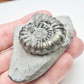 Gagaticeras Gagateum Ammonite Fossil for Sale – Whitby Yorkshire Coast Jurassic