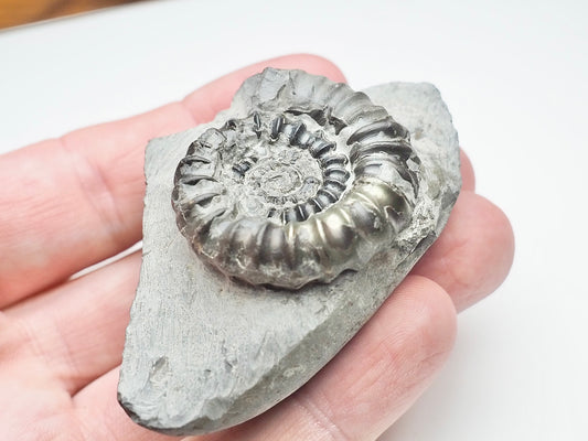 Gagaticeras Gagateum