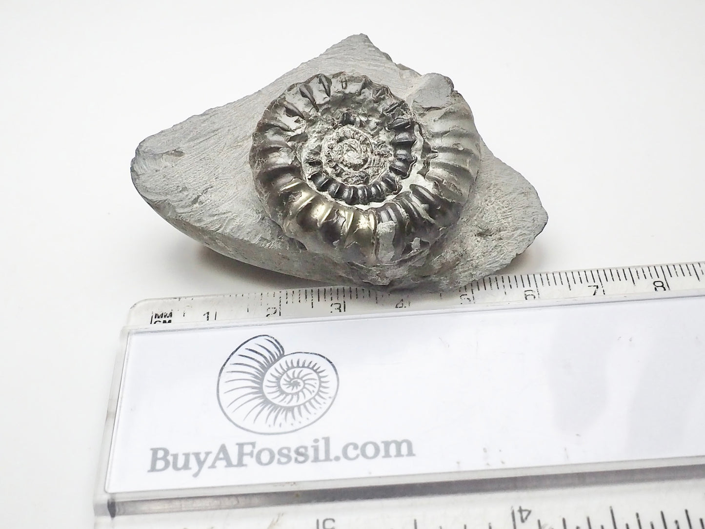 Gagaticeras Gagateum