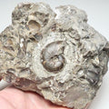 Rare Amauroceras Ammonite Fossil for Sale – Whitby Yorkshire Coast Jurassic