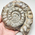 Very Rare Eteoderoceras Ammonite