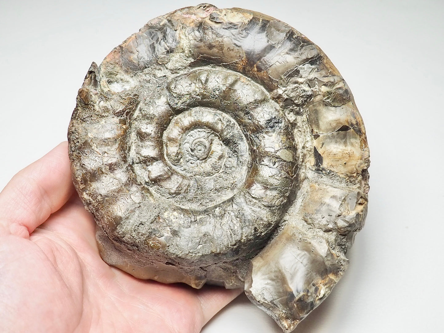 Very Rare Eteoderoceras Ammonite