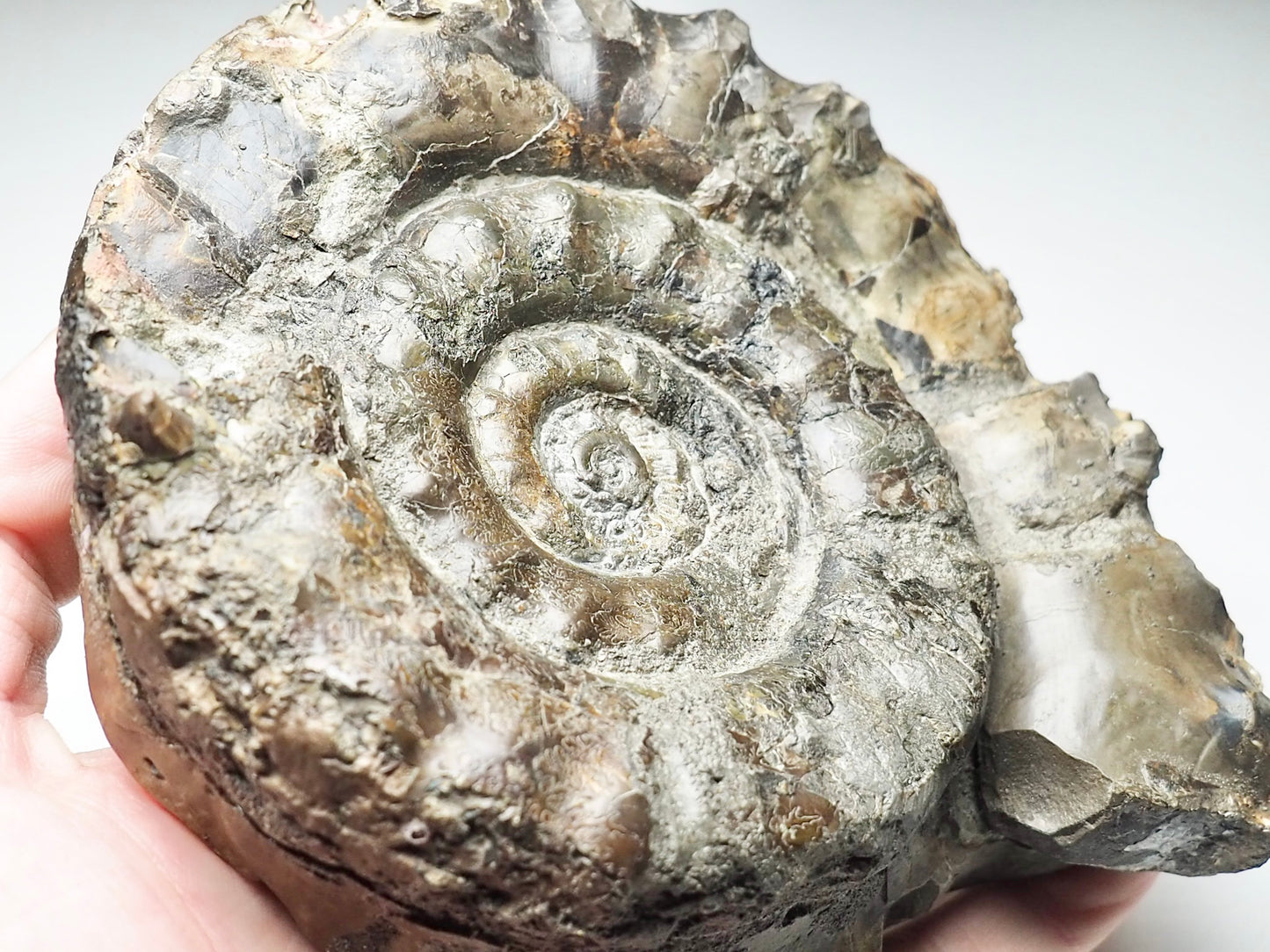 Very Rare Eteoderoceras Ammonite