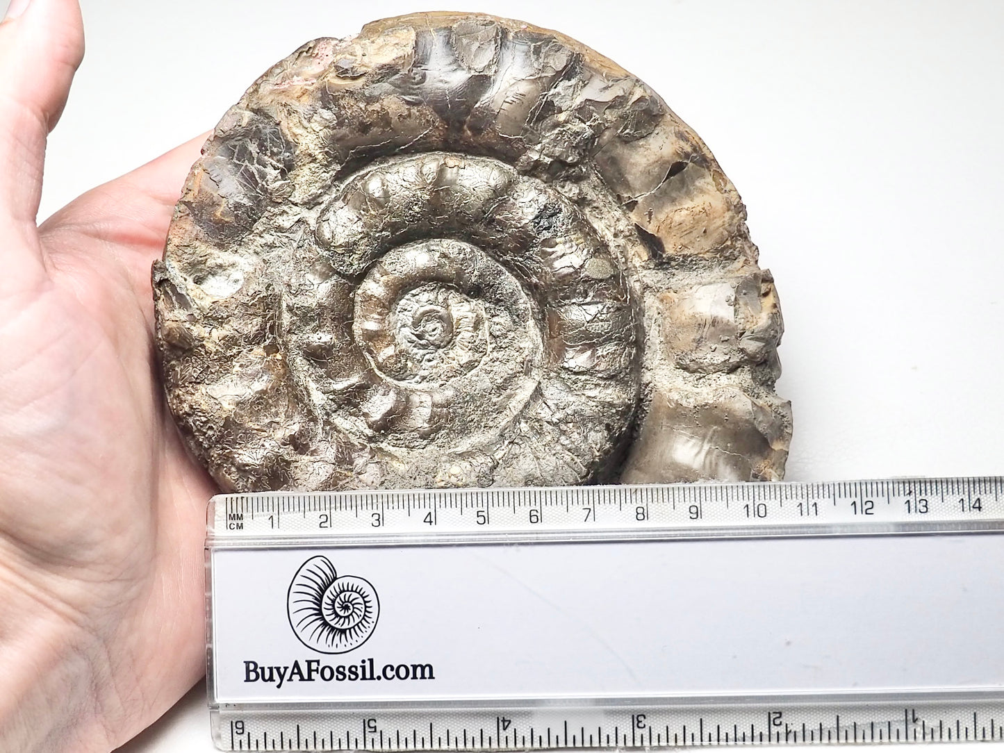 Very Rare Eteoderoceras Ammonite