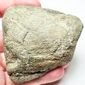Ichthyosaur Bone – Whitby Yorkshire Coast – Jurassic