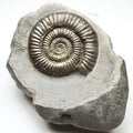Dactylioceras Ammonite Fossil – Whitby Yorkshire Coast – Jurassic