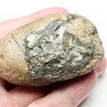 Coprolite