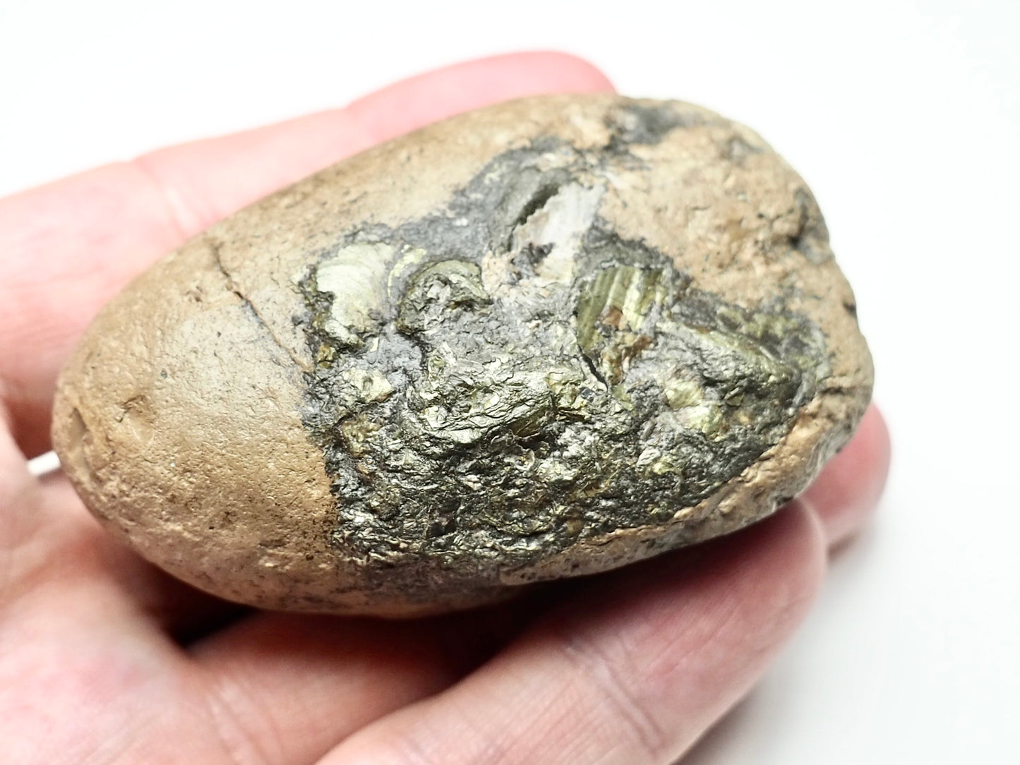 Coprolite