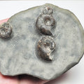 Eleganticeras Ammonite Fossil – Whitby Yorkshire Coast – Jurassic