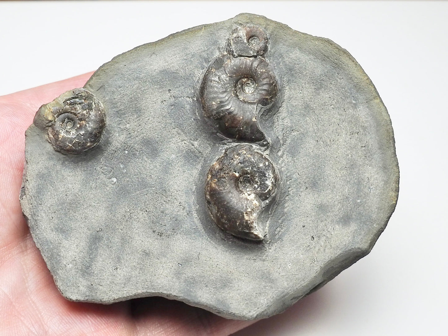 Eleganticeras Elegantulum