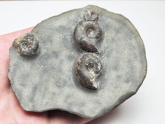 Eleganticeras Elegantulum