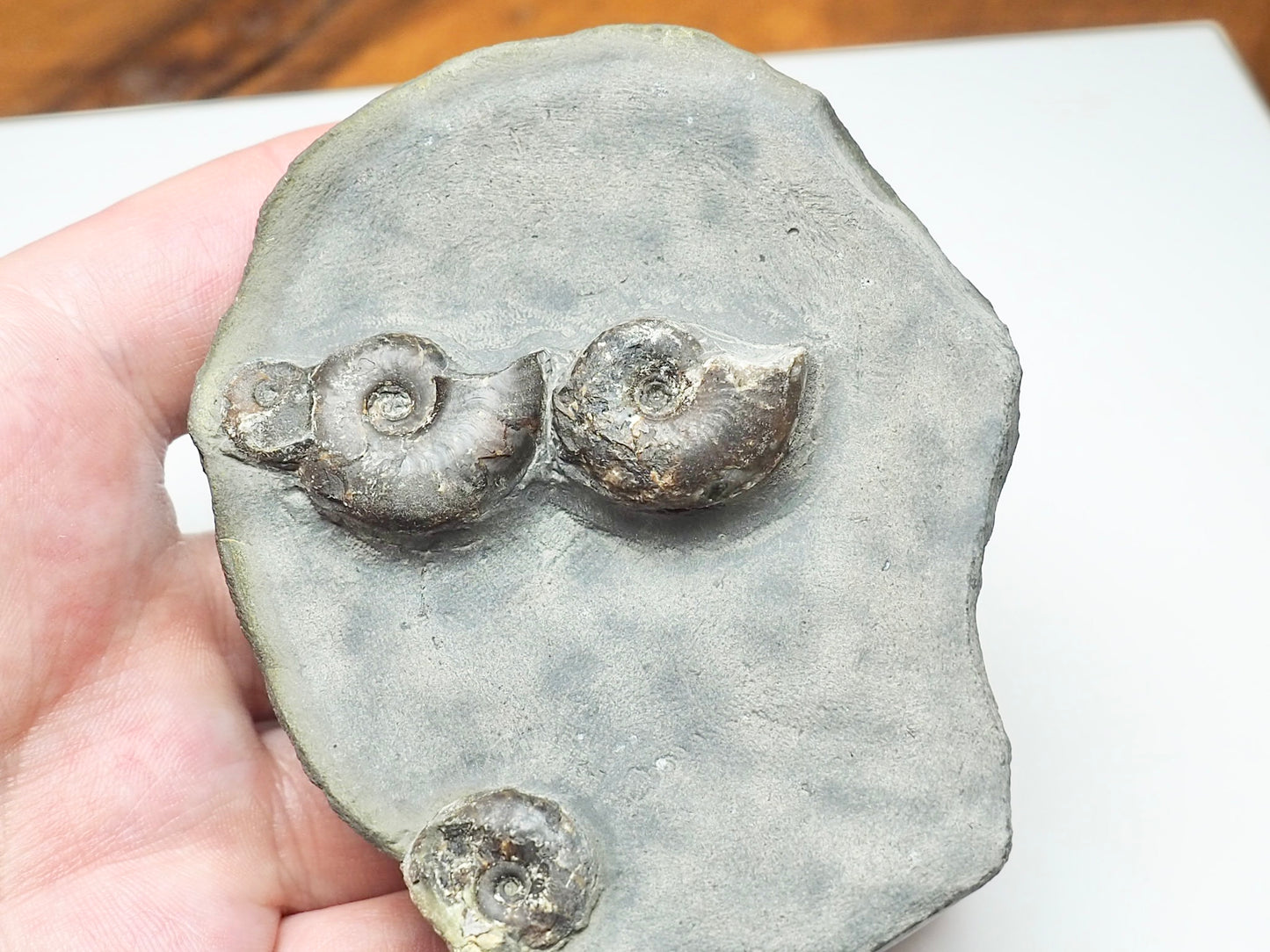 Eleganticeras Elegantulum