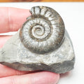 Grammoceras Ammonite Fossil – Whitby Yorkshire Coast – Jurassic
