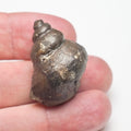 Gastropod
