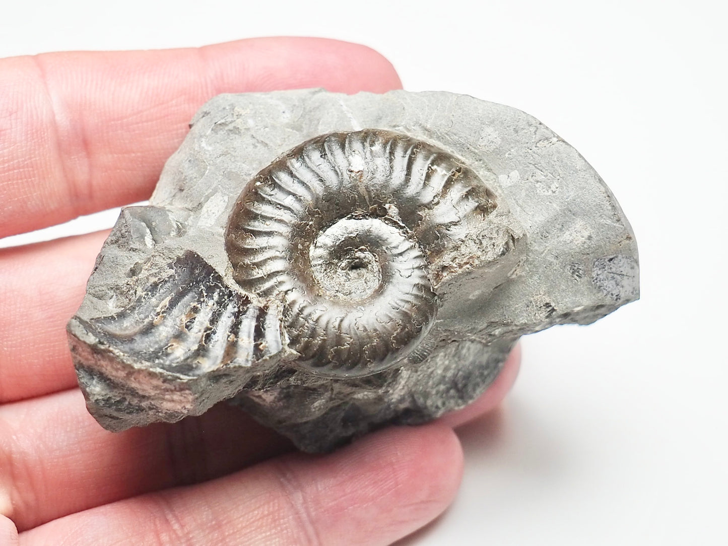 Grammoceras Thouarense