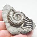 Grammoceras Ammonite Fossil – Whitby Yorkshire Coast – Jurassic