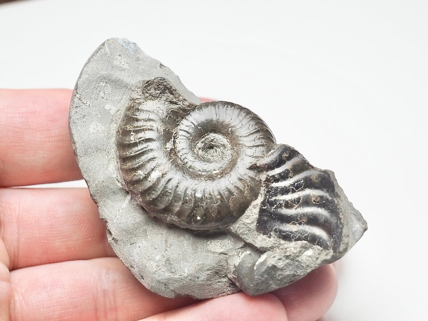 Grammoceras Thouarense