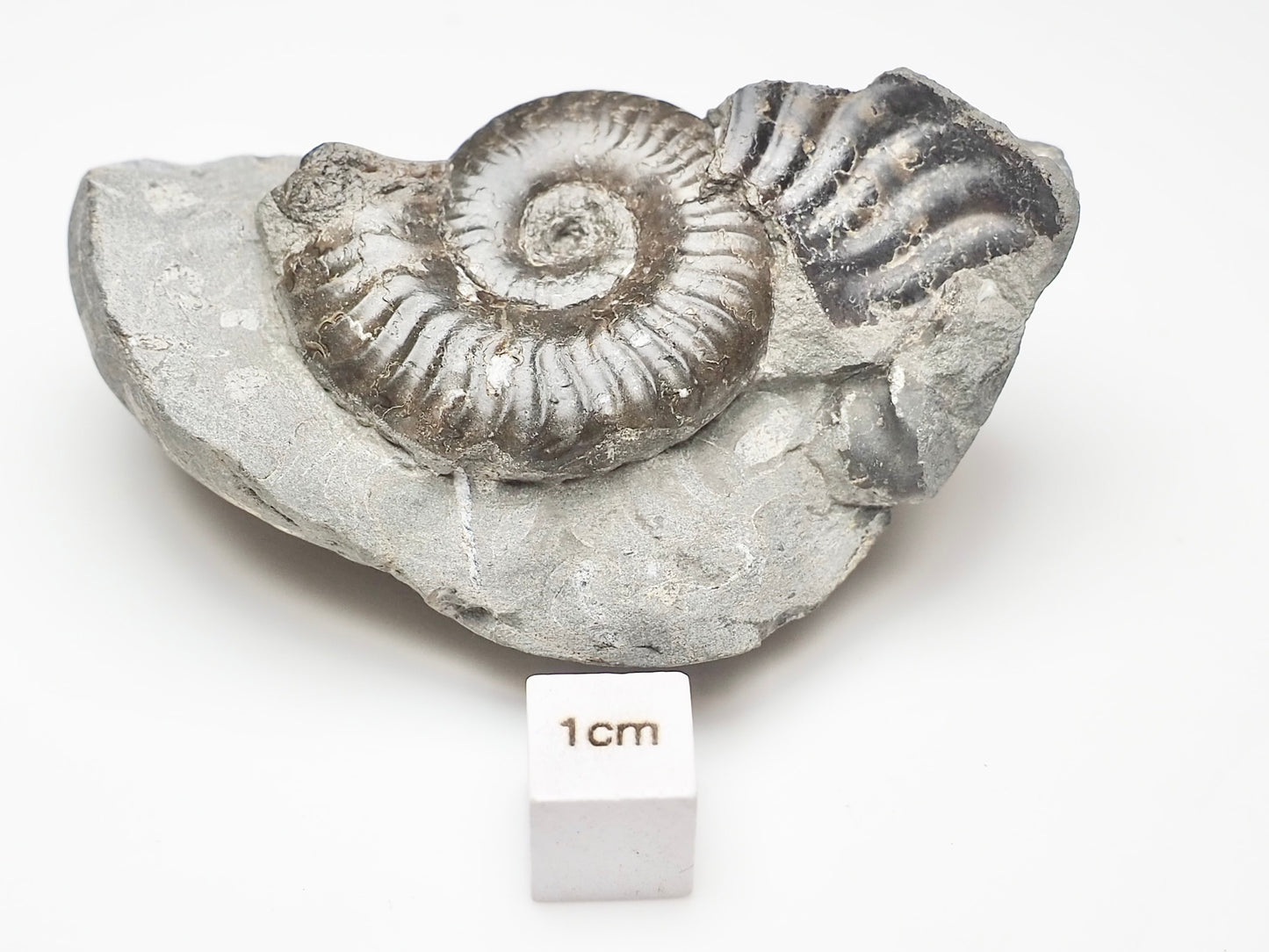 Grammoceras Thouarense