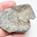 Ichthyosaur Paddle Bone – Whitby Yorkshire Coast – Jurassic