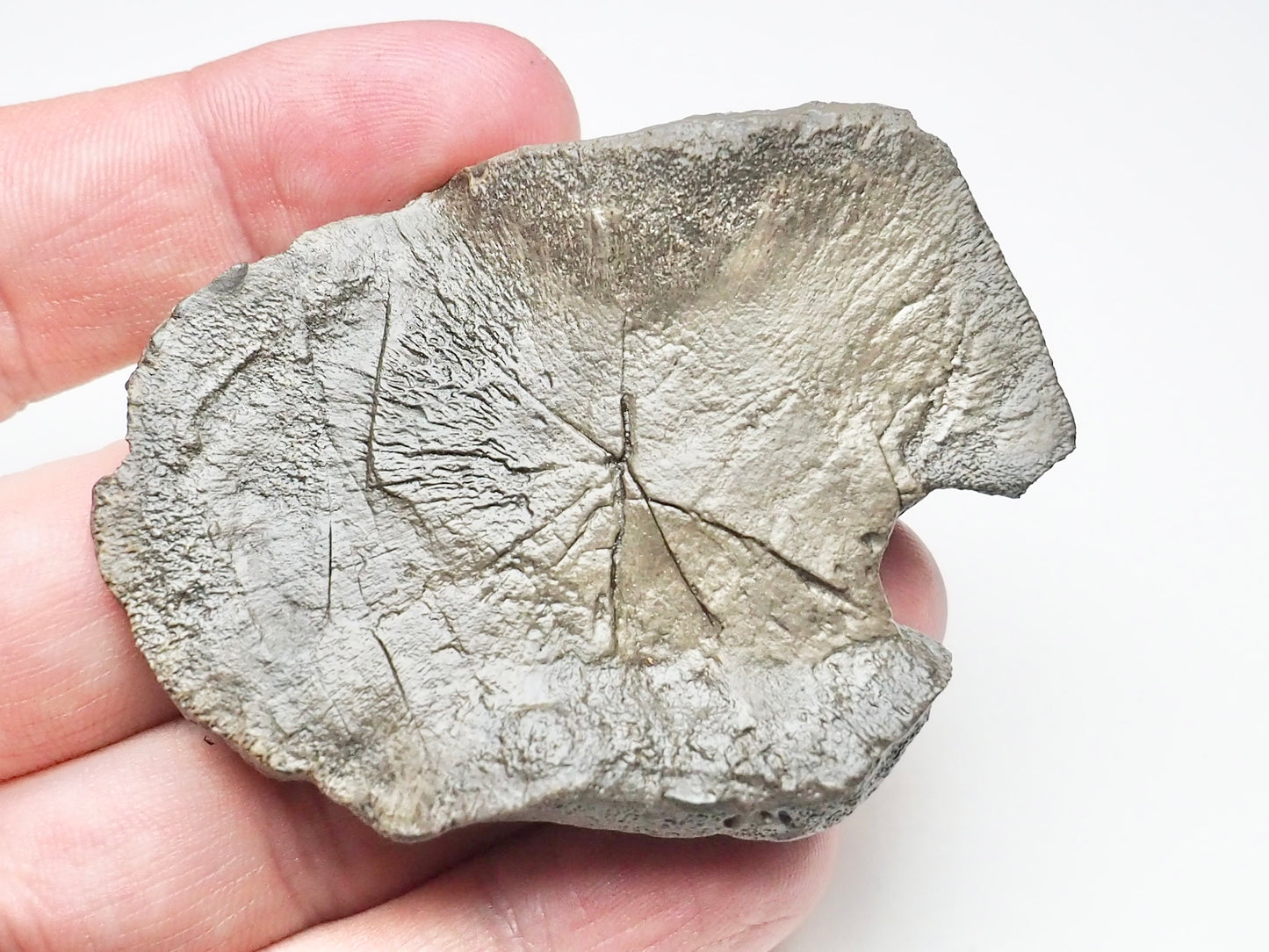Ichthyosaur Paddle Bone
