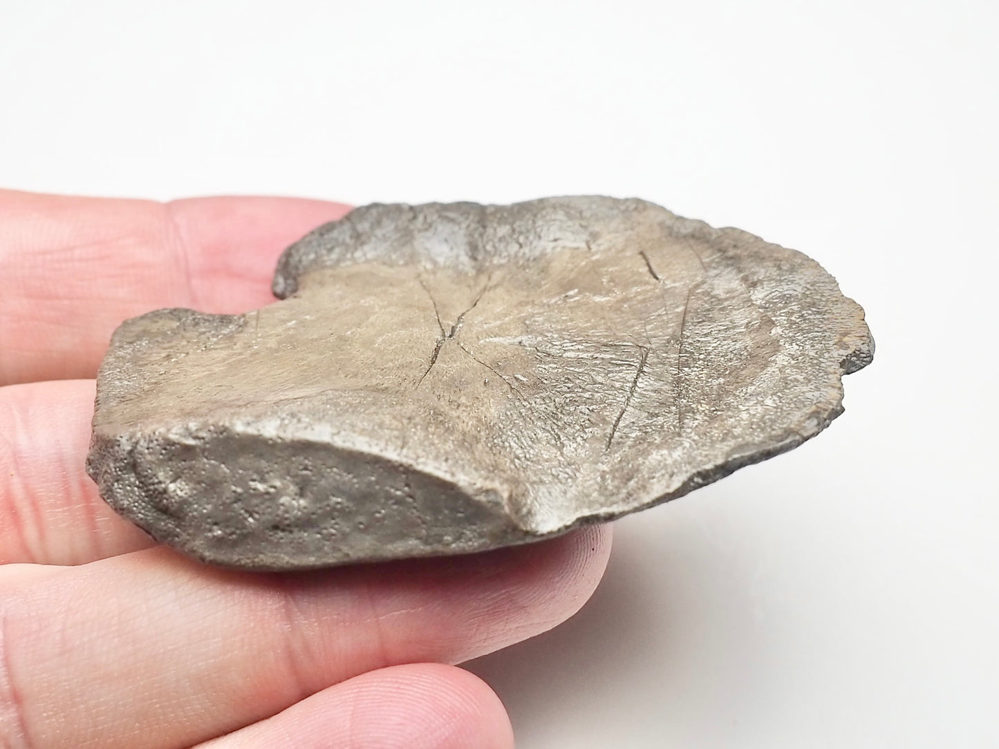 Ichthyosaur Paddle Bone