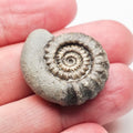 Gagaticeras Gagateum Ammonite – Whitby Jurassic Fossil – Yorkshire Coast