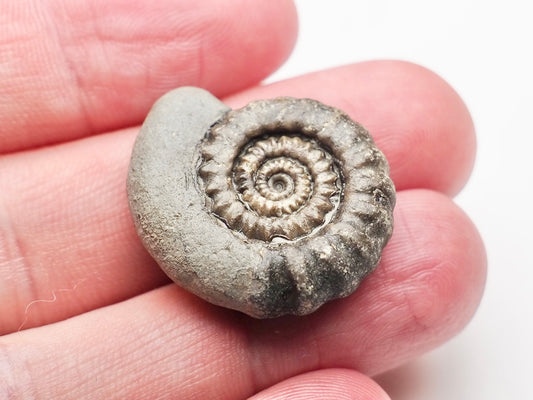 Gagaticeras Gagateum