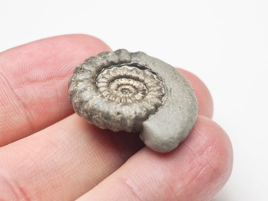 Gagaticeras Gagateum