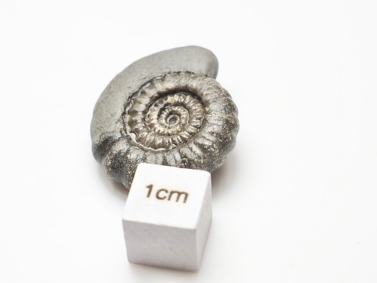 Gagaticeras Gagateum