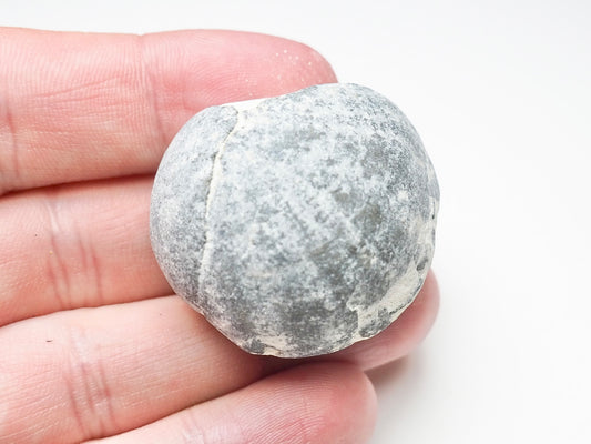 Fossil Sea Urchin, Yorkshire Coast