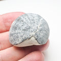 Fossil Sea Urchin, Yorkshire Coast