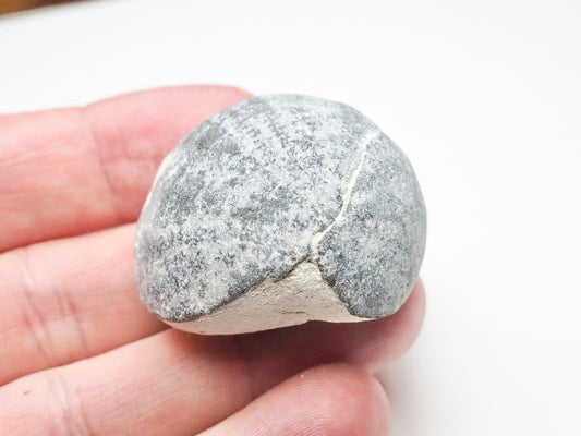 Fossil Sea Urchin, Yorkshire Coast