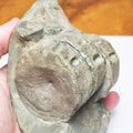Ichthyosaur Verts – Whitby Yorkshire Coast – Jurassic