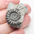 Gagaticeras Gagateum Ammonite – Whitby Jurassic Fossil – Yorkshire Coast