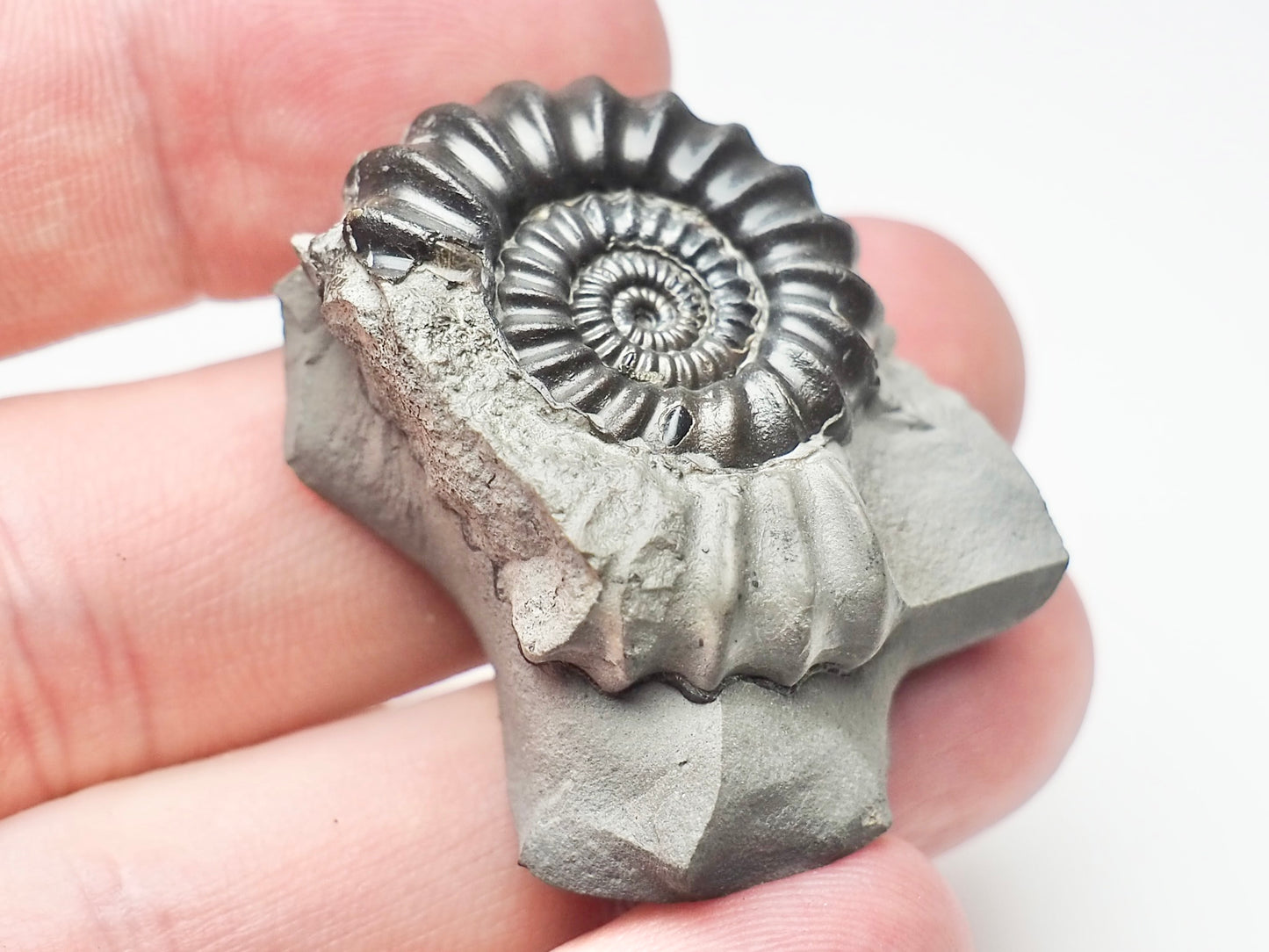 Gagaticeras Gagateum