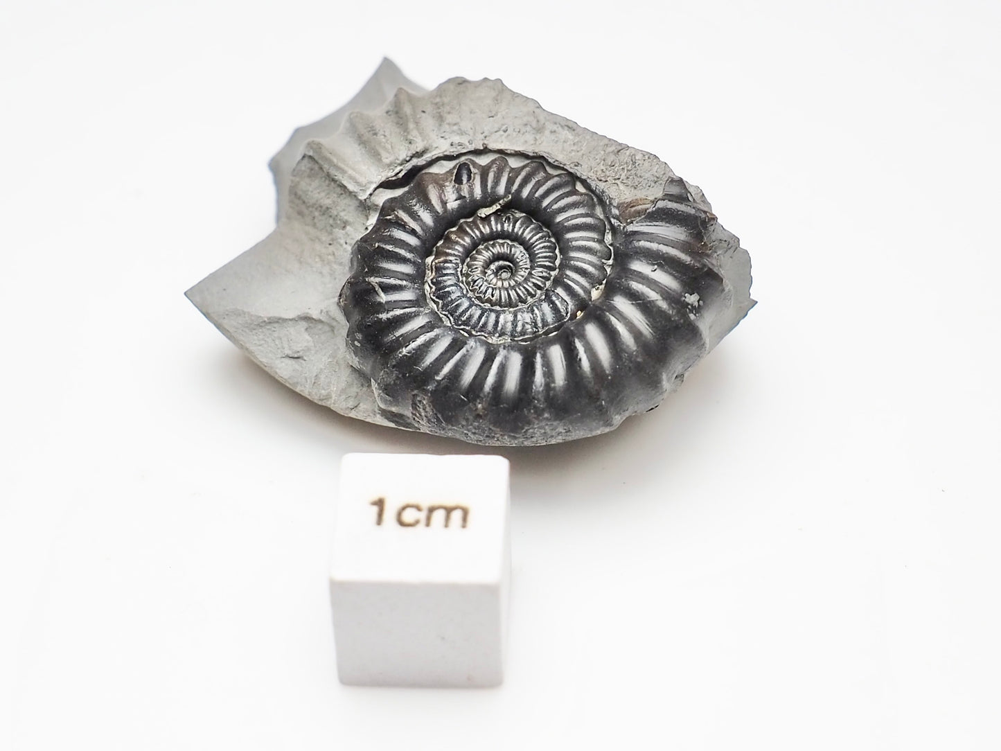 Gagaticeras Gagateum