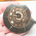 Cut and Polished Ammonite Dactylioceras
