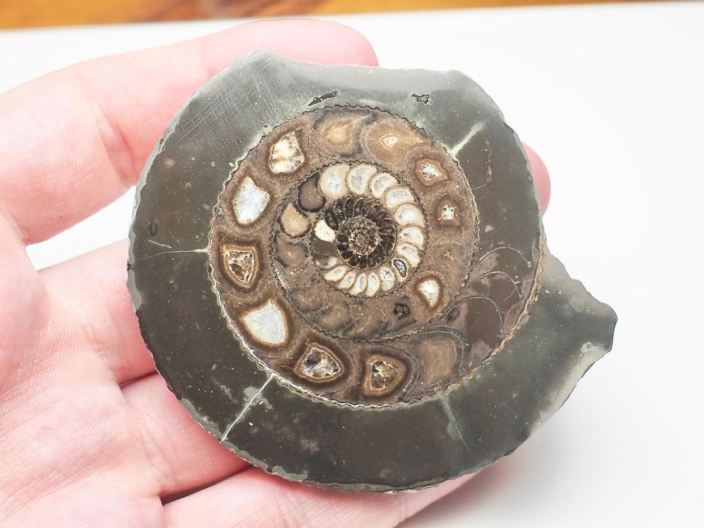 Cut and Polished Ammonite Dactylioceras