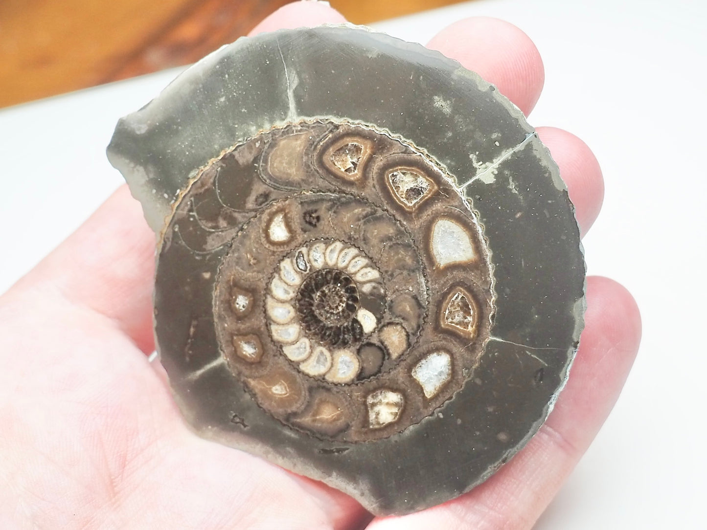 Cut and Polished Ammonite Dactylioceras