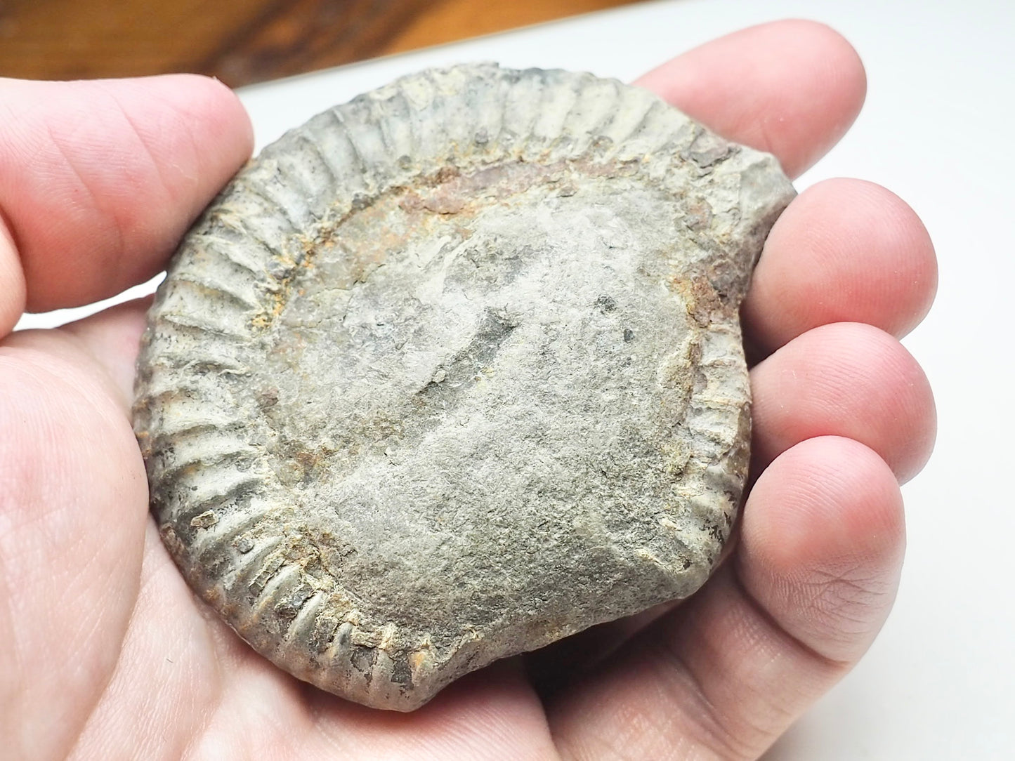 Cut and Polished Ammonite Dactylioceras