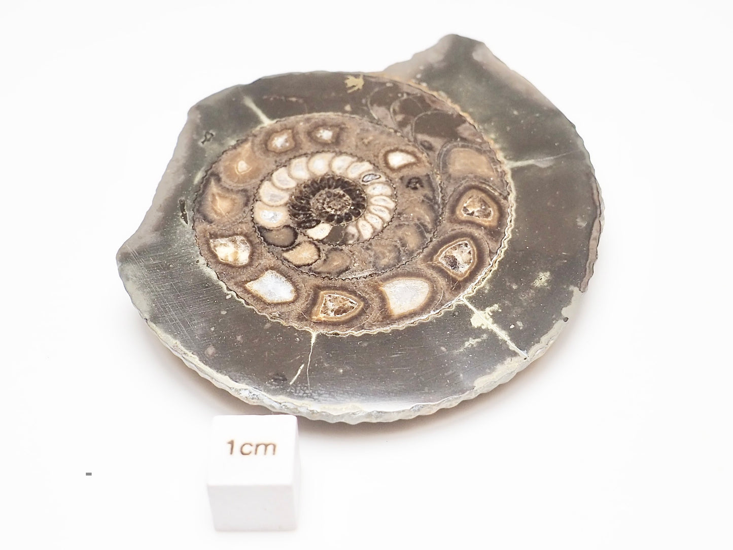 Cut and Polished Ammonite Dactylioceras