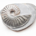 Pseudolioceras Ammonite Fossil – Whitby Yorkshire Coast – Jurassic