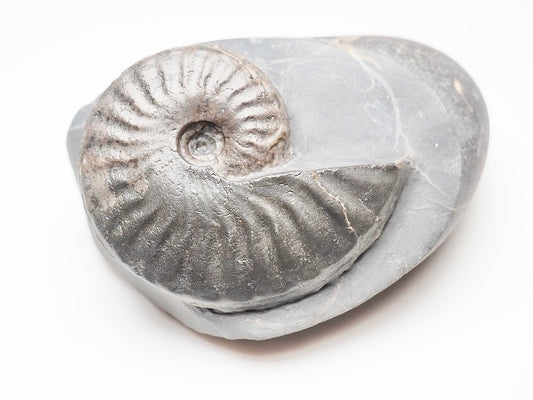 Pseudolioceras boulbiense