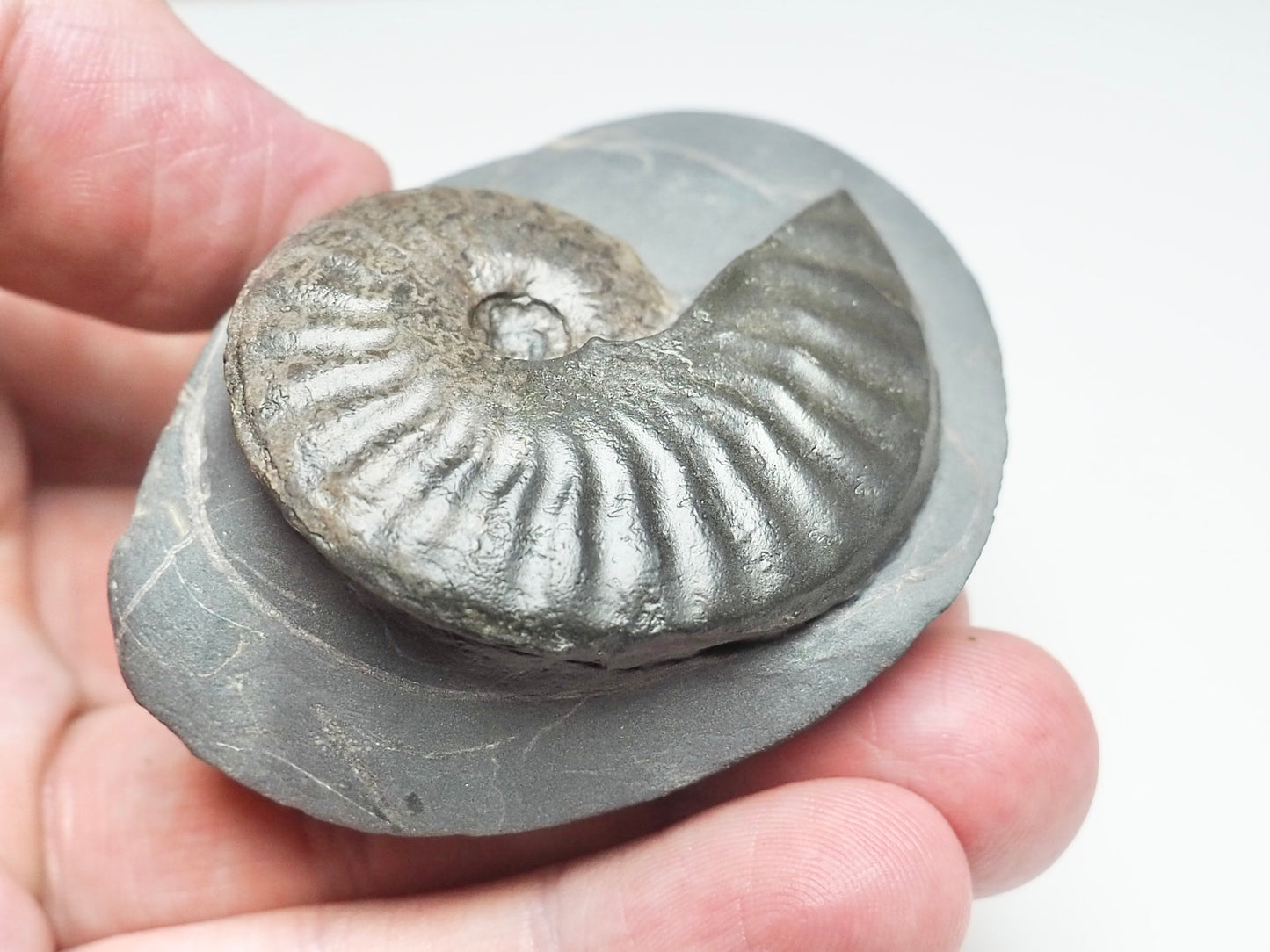 Pseudolioceras boulbiense