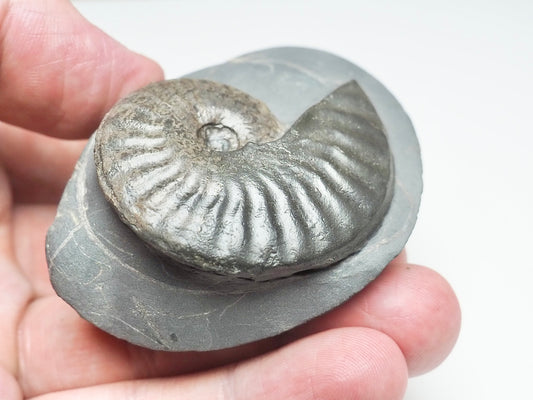 Pseudolioceras boulbiense